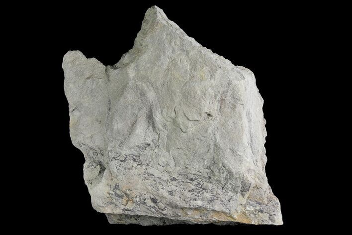 Fossil Lycopod Tree Root (Stigmaria) - Kentucky #176788